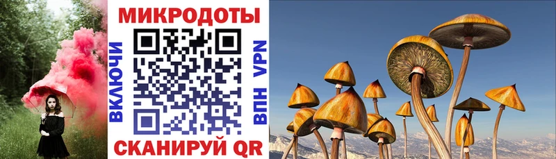 цены   Волхов  Псилоцибиновые грибы прущие грибы 